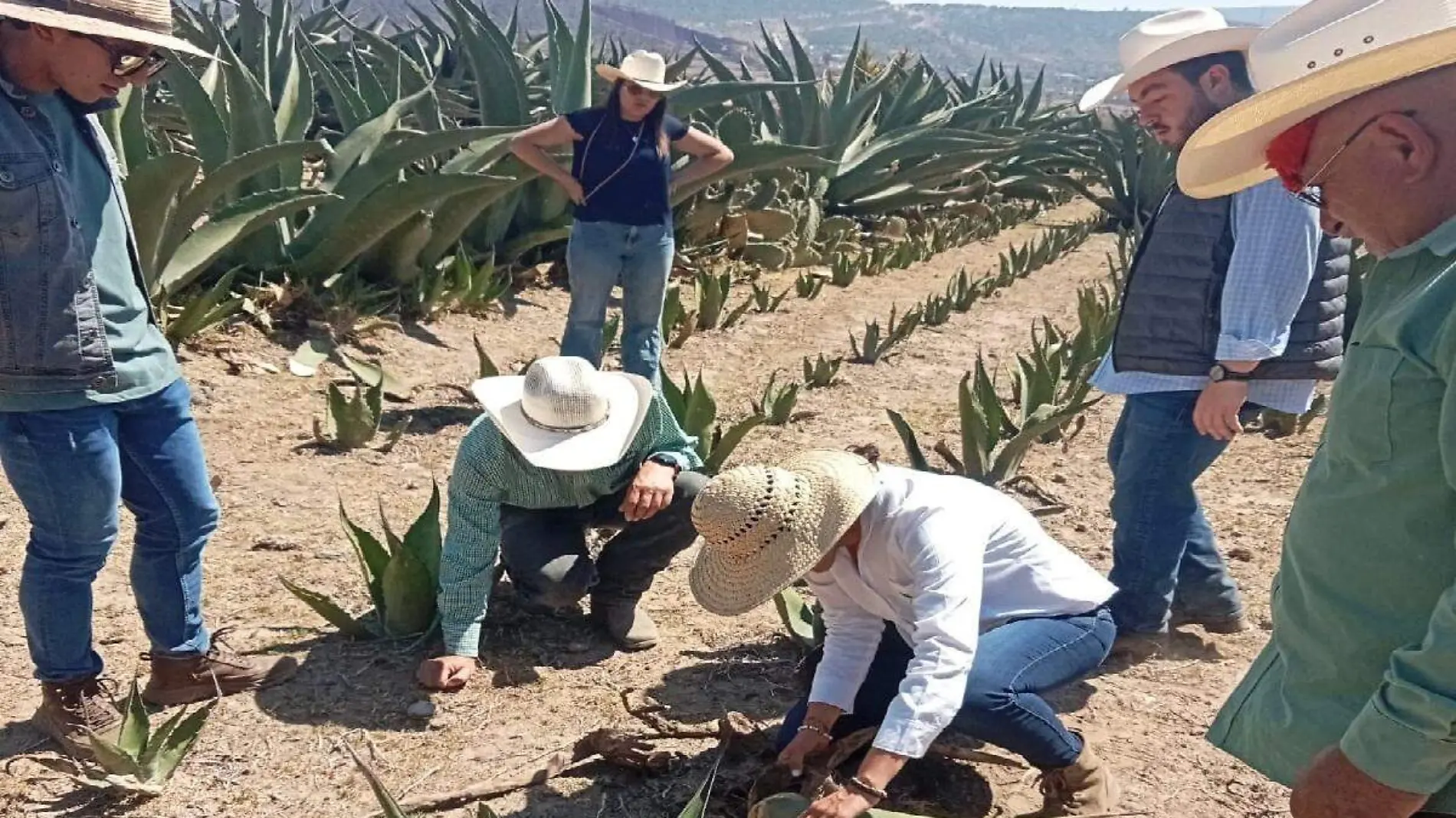 MAGUEY04 (2)